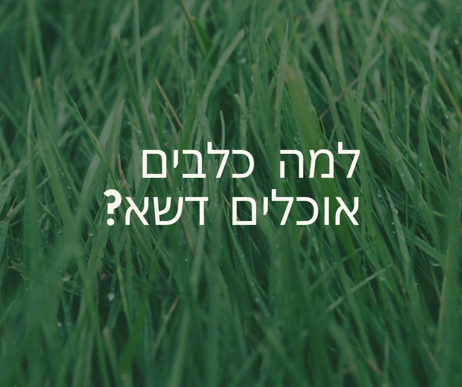 למה כלבים אוכלים דשא