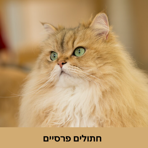 חתולים פרסיים