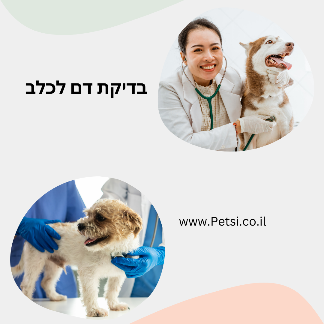 בדיקת דם לכלב