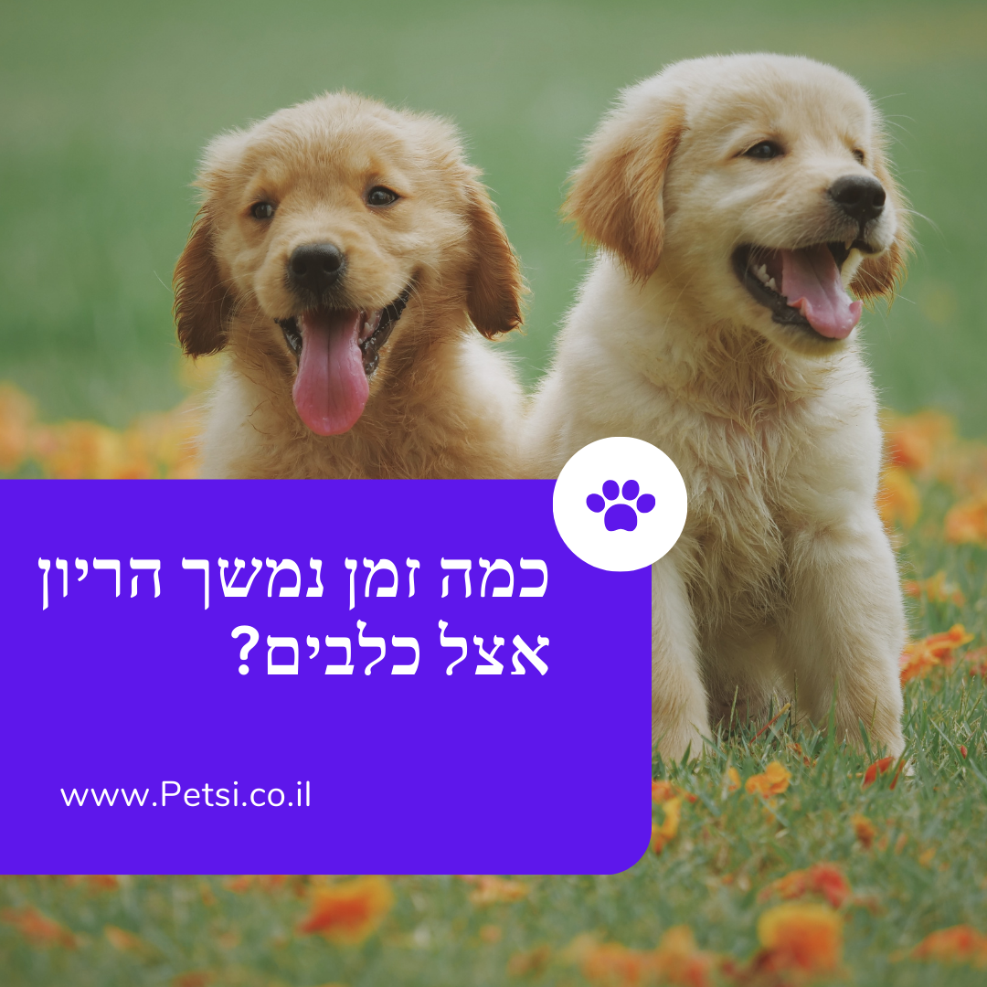 כמה זמן כלבים בהריון